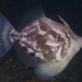 Fanbelly Leatherjacket - Photo (c) mattdowse, some rights reserved (CC BY-NC), uploaded by mattdowse
