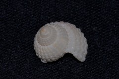 Nassarius conoidalis