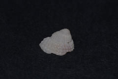 Nassarius conoidalis