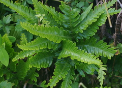 Pteris minor