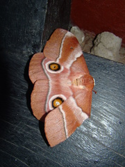Gonimbrasia osiris