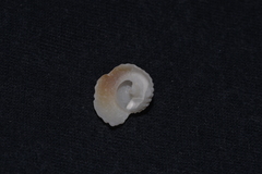 Nassarius conoidalis