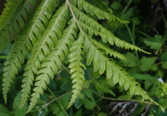 Pteris minor