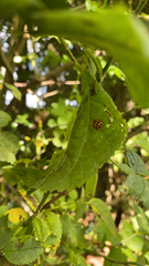 Harmonia axyridis