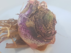 Ledebouria inquinata