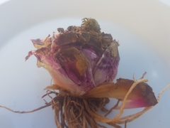 Ledebouria inquinata