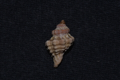 Turritriton labiosus