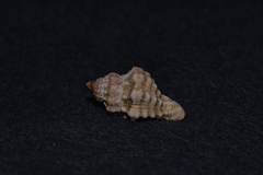 Turritriton labiosus