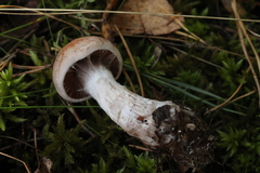 Cortinarius esculentus