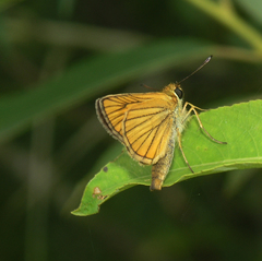 Thymelicus sylvaticus