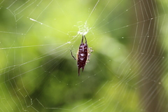 Gasteracantha mengei