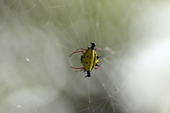 Actinacantha globulata