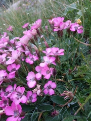 Dianthus pavonius