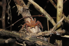 Heteropoda davidbowie