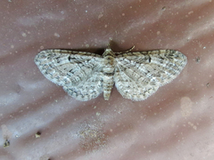 Eupithecia interruptofasciata