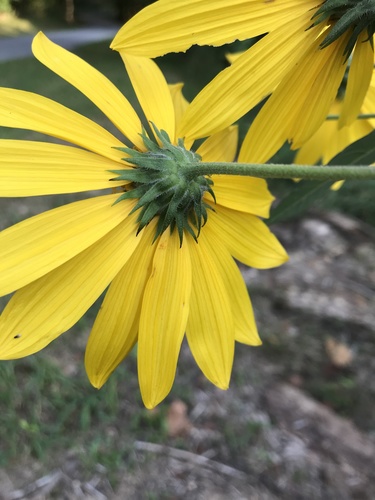 Bulvinė saulėgrąža nuotrauka