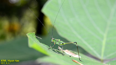 Phaneroptera nigroantennata