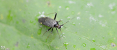 Adelphocoris tenebrosus