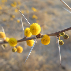 Vachellia nebrownii