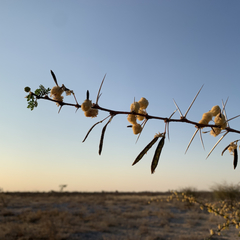 Vachellia nebrownii