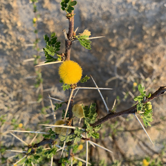Vachellia nebrownii