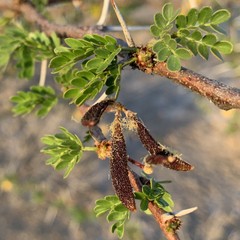 Vachellia nebrownii