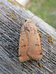 Abagrotis cupida