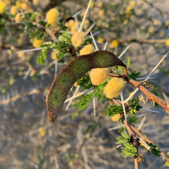 Vachellia nebrownii