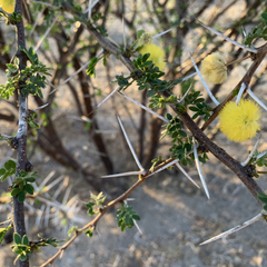 Vachellia nebrownii