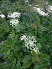 Peucedanum ostruthium