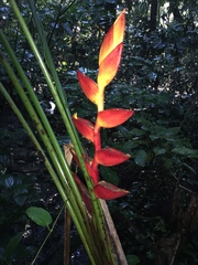 Heliconia uxpanapensis