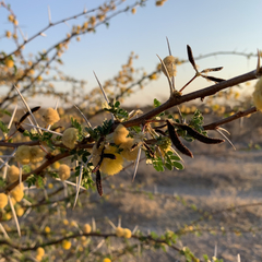 Vachellia nebrownii
