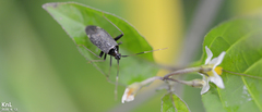 Adelphocoris tenebrosus