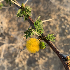 Vachellia nebrownii