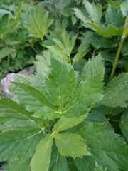 Peucedanum ostruthium