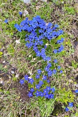 Gentiana bavarica subacaulis