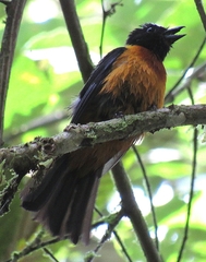 Lanio fulvus