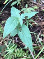 Spigelia marilandica