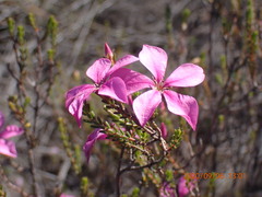 Acmadenia sheilae