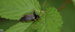 Adelphocoris tenebrosus