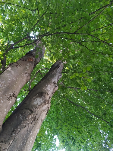 Obična bukva (Fagus sylvatica)