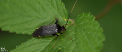 Adelphocoris tenebrosus