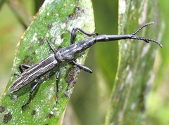 Brentus approximatus