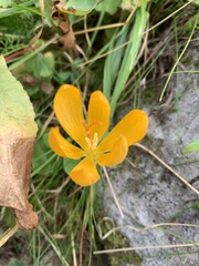 Crocus scharojanii