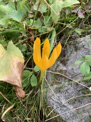 Crocus scharojanii