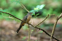 Cacomantis variolosus sepulcralis