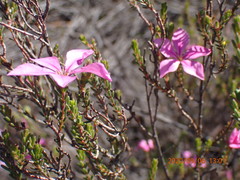 Acmadenia sheilae
