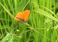 Vincetoxicum volubile