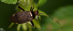 Adelphocoris triannulatus