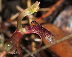 Chiloglottis curviclavia